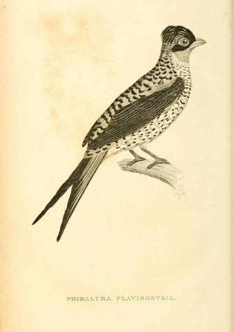 Reproducción/Reproduction 49830511478: General zoology, or Systematic natural history. London,Printed for G. Kearsley,1800-1826.. 