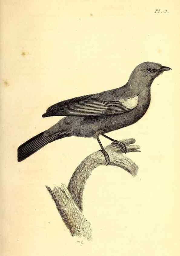 Reproducción/Reproduction 49831433402: General zoology, or Systematic natural history. London,Printed for G. Kearsley,1800-1826.. 