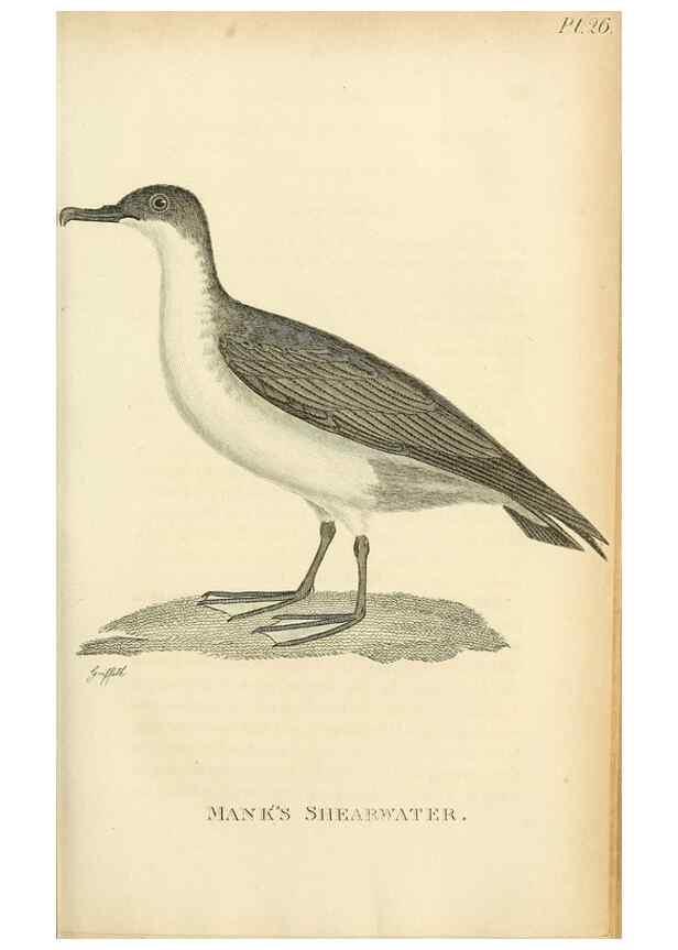 Reproducción/Reproduction 49830498558: General zoology, or Systematic natural history. London,Printed for G. Kearsley,1800-1826.. 
