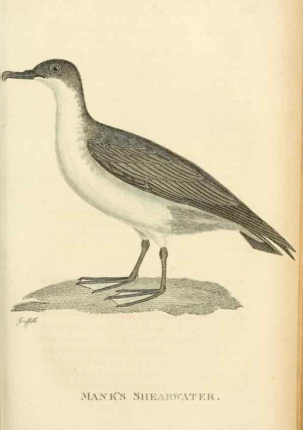 Reproducción/Reproduction 49830498558: General zoology, or Systematic natural history. London,Printed for G. Kearsley,1800-1826.. 