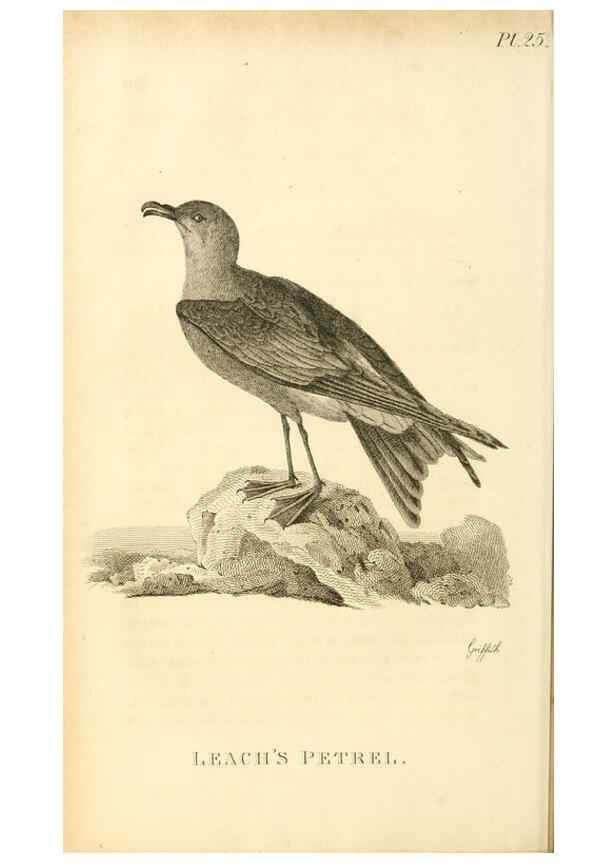 Reproducción/Reproduction 49830498023: General zoology, or Systematic natural history. London,Printed for G. Kearsley,1800-1826.. 