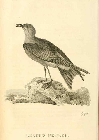 Reproducción/Reproduction 49830498023: General zoology, or Systematic natural history. London,Printed for G. Kearsley,1800-1826.. 