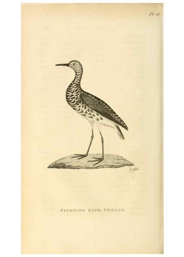 Reproducción/Reproduction 49830424193: General zoology, or Systematic natural history. London,Printed for G. Kearsley,1800-1826.. 