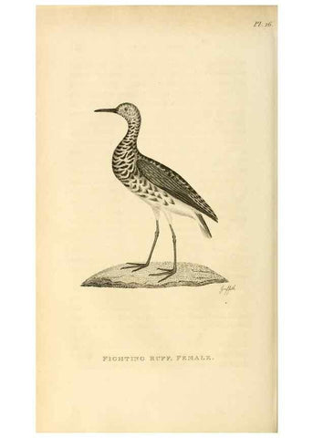 Reproducción/Reproduction 49830424193: General zoology, or Systematic natural history. London,Printed for G. Kearsley,1800-1826.. 