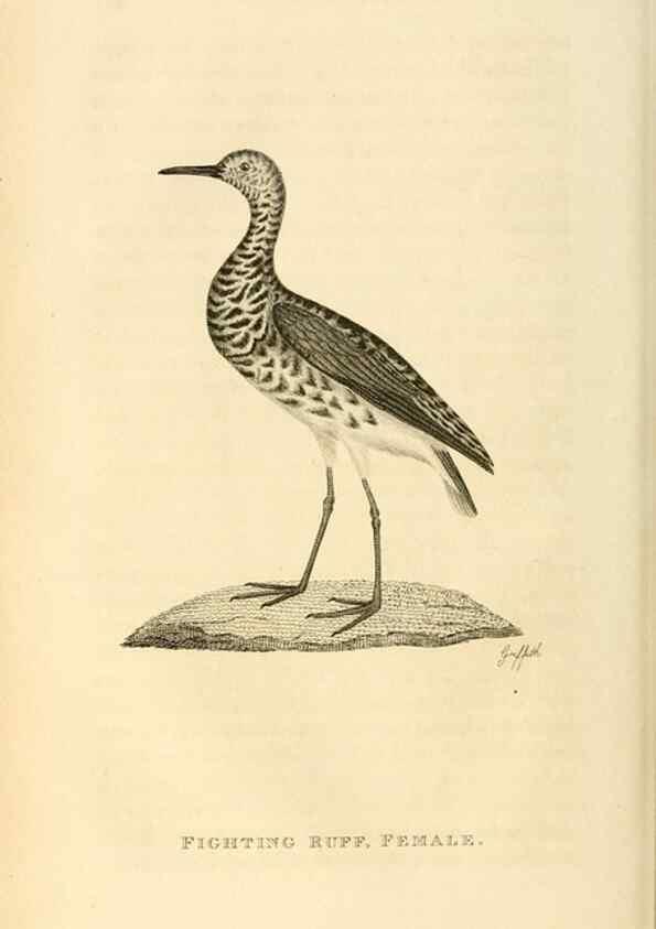 Reproducción/Reproduction 49830424193: General zoology, or Systematic natural history. London,Printed for G. Kearsley,1800-1826.. 
