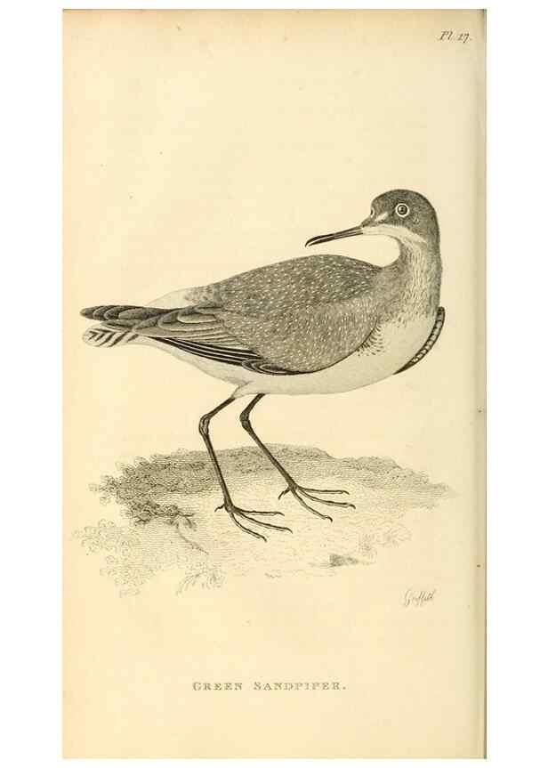 Reproducción/Reproduction 49831266472: General zoology, or Systematic natural history. London,Printed for G. Kearsley,1800-1826.. 