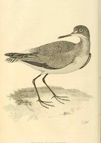 Reproducción/Reproduction 49831266472: General zoology, or Systematic natural history. London,Printed for G. Kearsley,1800-1826.. 