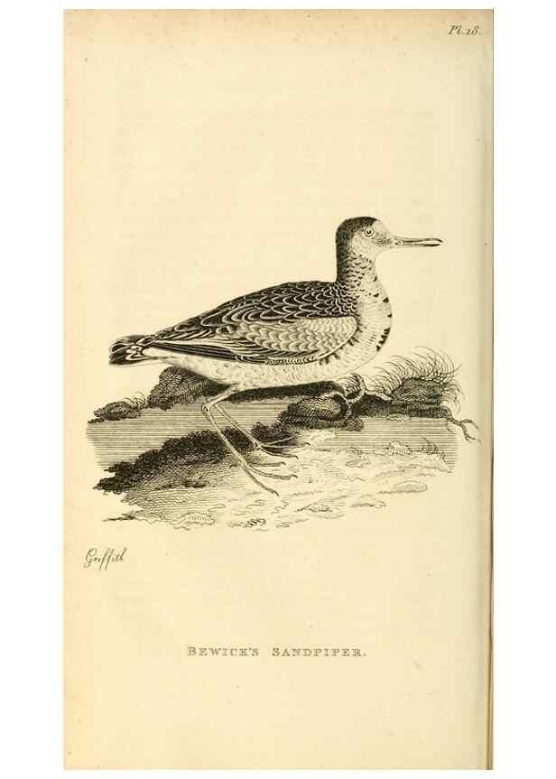 Reproducción/Reproduction 49830957791: General zoology, or Systematic natural history. London,Printed for G. Kearsley,1800-1826.. 