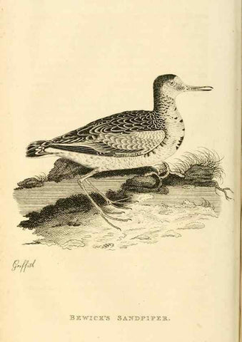 Reproducción/Reproduction 49830957791: General zoology, or Systematic natural history. London,Printed for G. Kearsley,1800-1826.. 