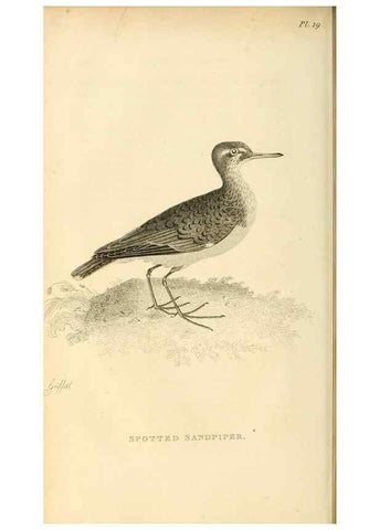 Reproducción/Reproduction 49830958096: General zoology, or Systematic natural history. London,Printed for G. Kearsley,1800-1826.. 