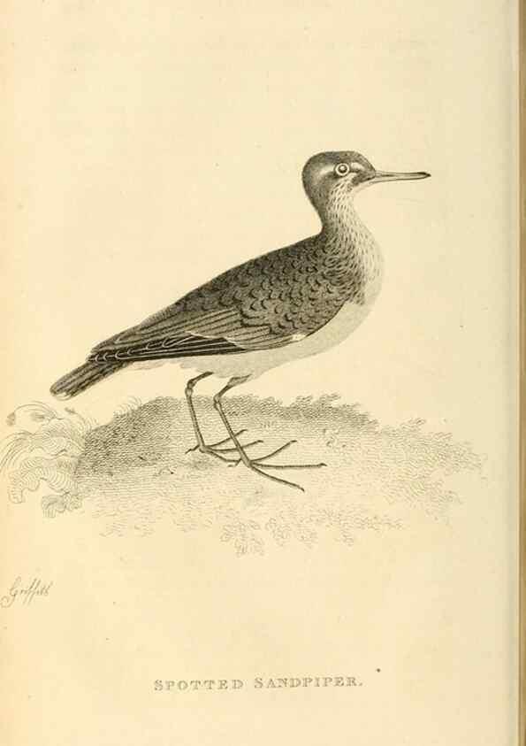Reproducción/Reproduction 49830958096: General zoology, or Systematic natural history. London,Printed for G. Kearsley,1800-1826.. 