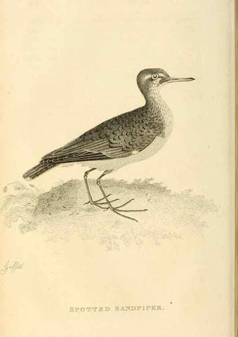 Reproducción/Reproduction 49830958096: General zoology, or Systematic natural history. London,Printed for G. Kearsley,1800-1826.. 