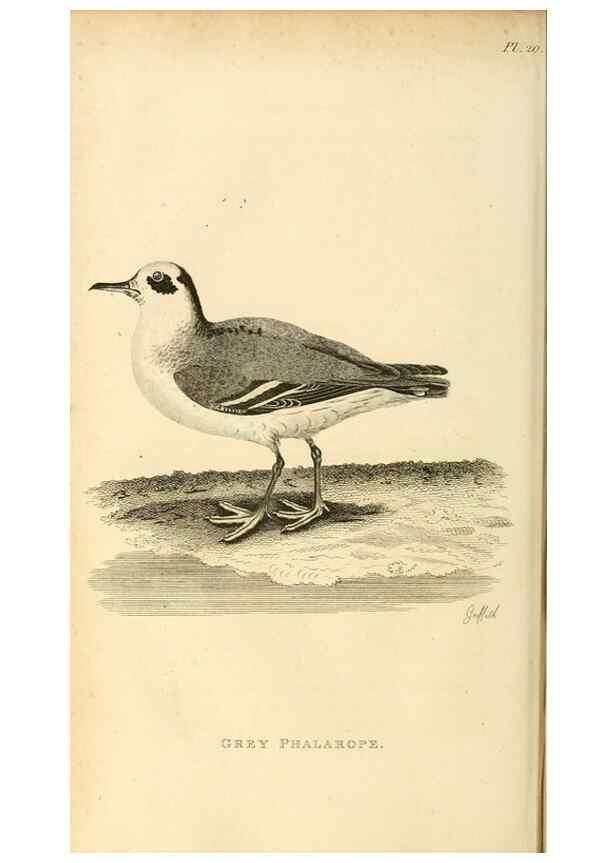 Reproducción/Reproduction 49831267477: General zoology, or Systematic natural history. London,Printed for G. Kearsley,1800-1826.. 