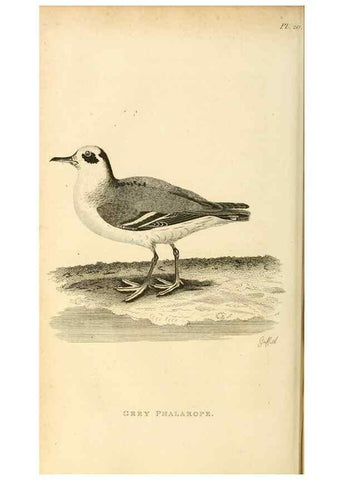 Reproducción/Reproduction 49831267477: General zoology, or Systematic natural history. London,Printed for G. Kearsley,1800-1826.. 