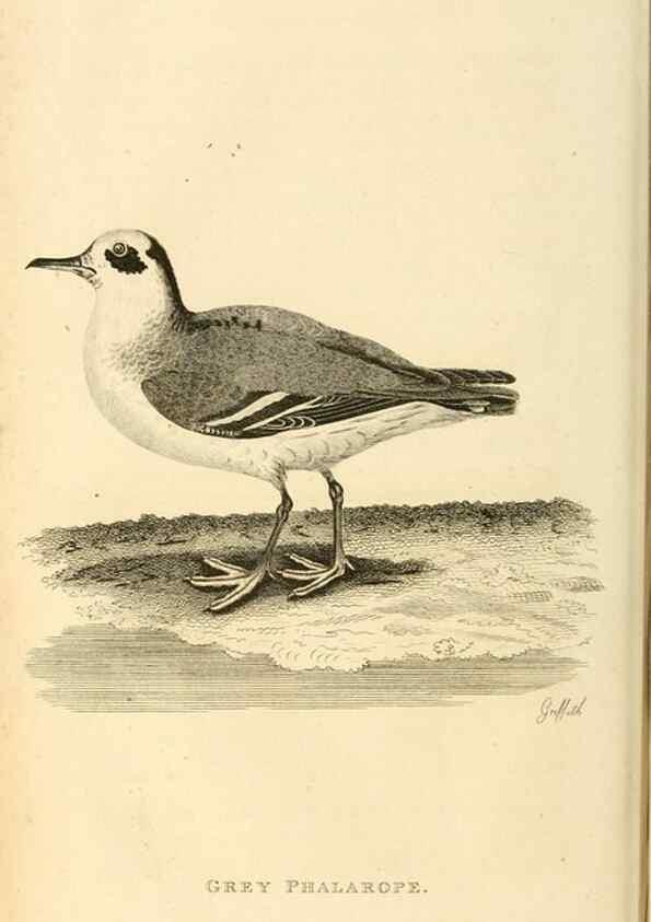 Reproducción/Reproduction 49831267477: General zoology, or Systematic natural history. London,Printed for G. Kearsley,1800-1826.. 