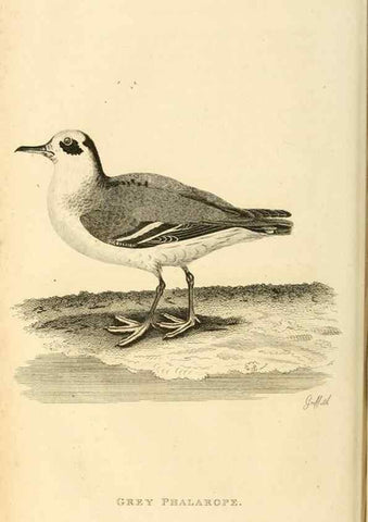 Reproducción/Reproduction 49831267477: General zoology, or Systematic natural history. London,Printed for G. Kearsley,1800-1826.. 