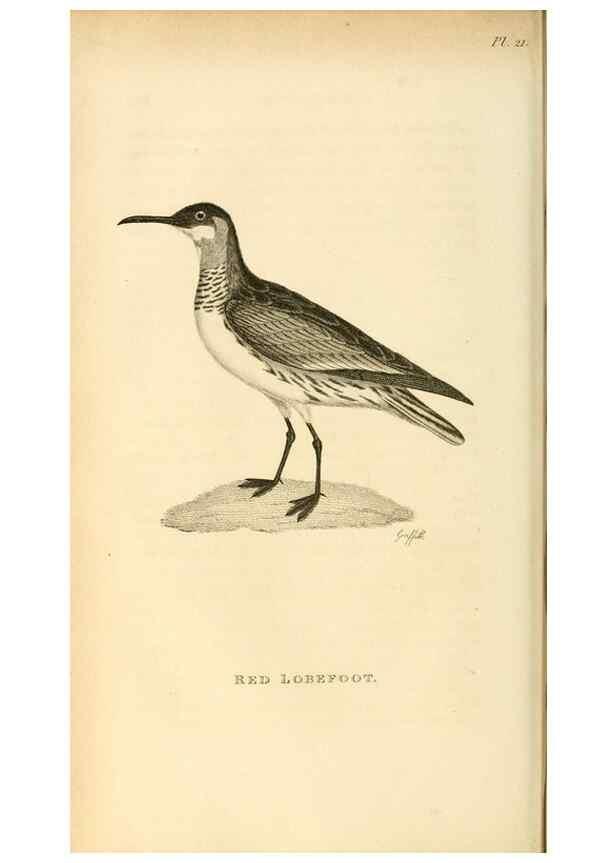 Reproducción/Reproduction 49830958766: General zoology, or Systematic natural history. London,Printed for G. Kearsley,1800-1826.. 