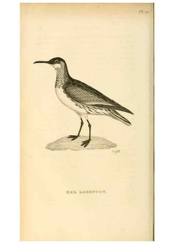 Reproducción/Reproduction 49830958766: General zoology, or Systematic natural history. London,Printed for G. Kearsley,1800-1826.. 