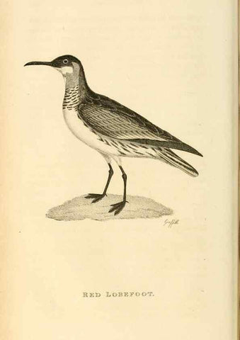 Reproducción/Reproduction 49830958766: General zoology, or Systematic natural history. London,Printed for G. Kearsley,1800-1826.. 