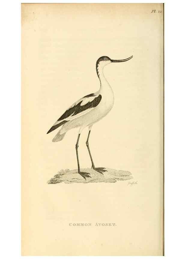 Reproducción/Reproduction 49830959046: General zoology, or Systematic natural history. London,Printed for G. Kearsley,1800-1826.. 
