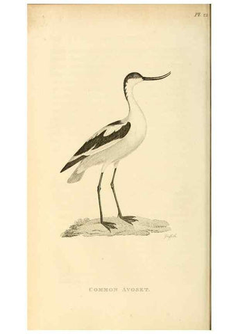 Reproducción/Reproduction 49830959046: General zoology, or Systematic natural history. London,Printed for G. Kearsley,1800-1826.. 