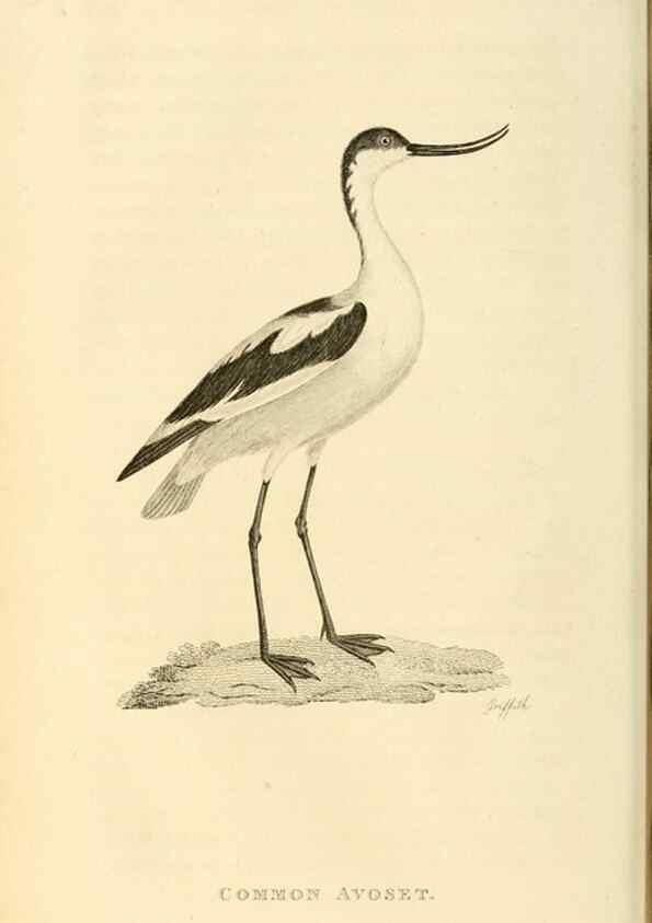 Reproducción/Reproduction 49830959046: General zoology, or Systematic natural history. London,Printed for G. Kearsley,1800-1826.. 