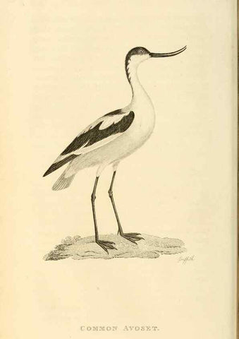 Reproducción/Reproduction 49830959046: General zoology, or Systematic natural history. London,Printed for G. Kearsley,1800-1826.. 