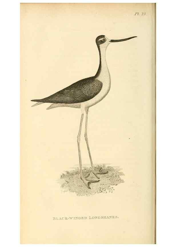 Reproducción/Reproduction 49831268337: General zoology, or Systematic natural history. London,Printed for G. Kearsley,1800-1826.. 