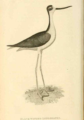 Reproducción/Reproduction 49831268337: General zoology, or Systematic natural history. London,Printed for G. Kearsley,1800-1826.. 