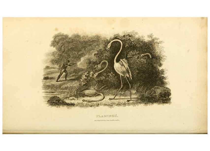 Reproducción/Reproduction 49831268607: General zoology, or Systematic natural history. London,Printed for G. Kearsley,1800-1826.. 