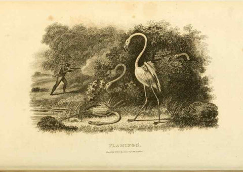 Reproducción/Reproduction 49831268607: General zoology, or Systematic natural history. London,Printed for G. Kearsley,1800-1826.. 