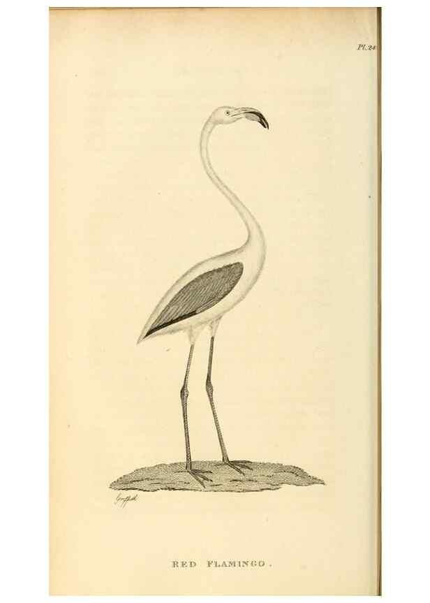 Reproducción/Reproduction 49831268882: General zoology, or Systematic natural history. London,Printed for G. Kearsley,1800-1826.. 