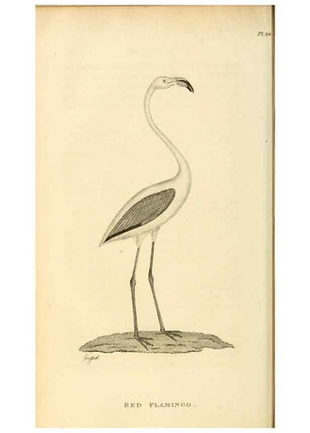 Reproducción/Reproduction 49831268882: General zoology, or Systematic natural history. London,Printed for G. Kearsley,1800-1826.. 