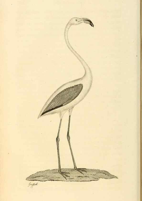 Reproducción/Reproduction 49831268882: General zoology, or Systematic natural history. London,Printed for G. Kearsley,1800-1826.. 