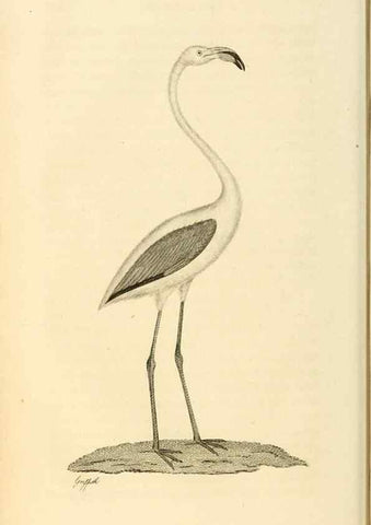Reproducción/Reproduction 49831268882: General zoology, or Systematic natural history. London,Printed for G. Kearsley,1800-1826.. 