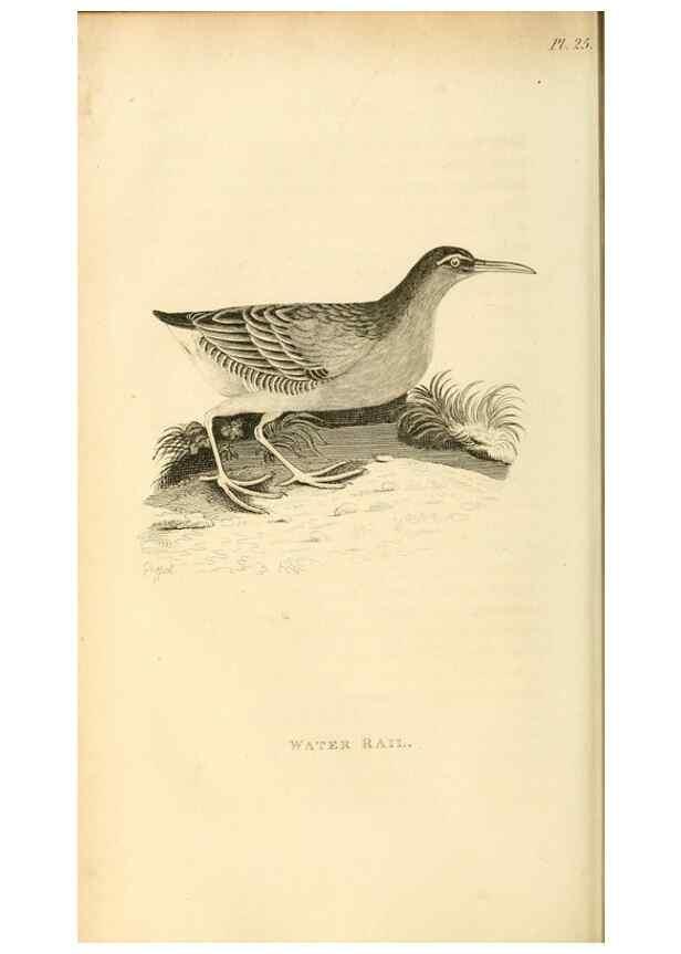 Reproducción/Reproduction 49830427348: General zoology, or Systematic natural history. London,Printed for G. Kearsley,1800-1826.. 