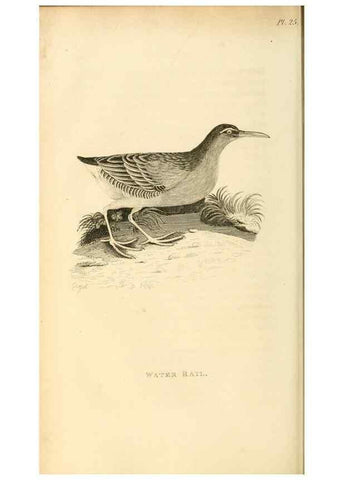 Reproducción/Reproduction 49830427348: General zoology, or Systematic natural history. London,Printed for G. Kearsley,1800-1826.. 