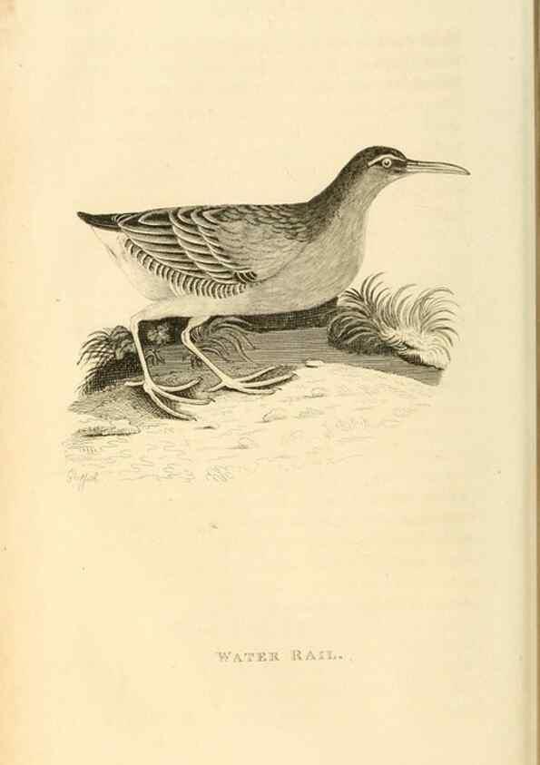 Reproducción/Reproduction 49830427348: General zoology, or Systematic natural history. London,Printed for G. Kearsley,1800-1826.. 