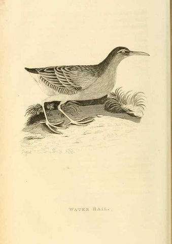 Reproducción/Reproduction 49830427348: General zoology, or Systematic natural history. London,Printed for G. Kearsley,1800-1826.. 