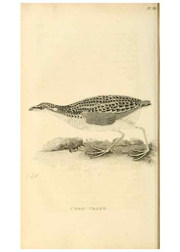 Reproducción/Reproduction 49831269512: General zoology, or Systematic natural history. London,Printed for G. Kearsley,1800-1826.. 