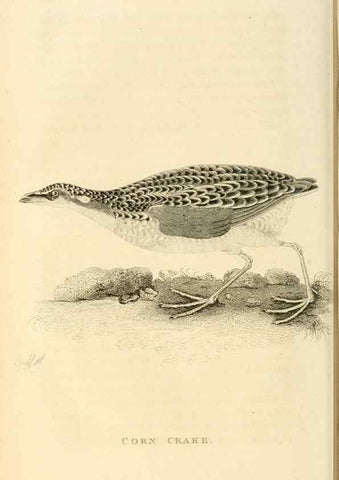 Reproducción/Reproduction 49831269512: General zoology, or Systematic natural history. London,Printed for G. Kearsley,1800-1826.. 
