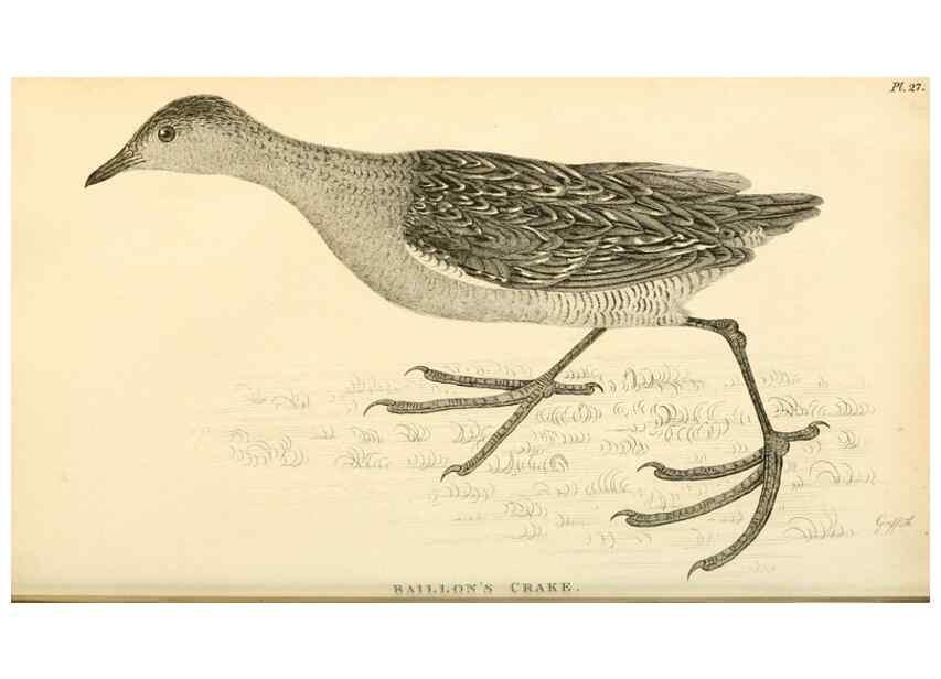 Reproducción/Reproduction 49830427968: General zoology, or Systematic natural history. London,Printed for G. Kearsley,1800-1826.. 