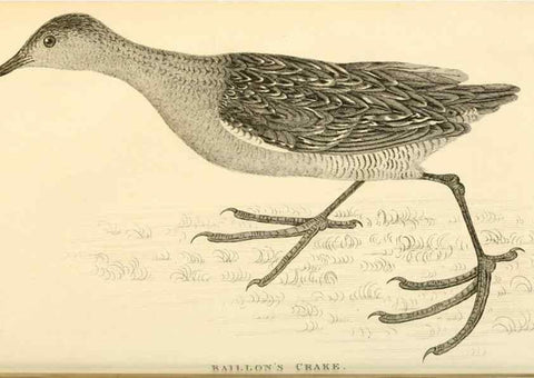 Reproducción/Reproduction 49830427968: General zoology, or Systematic natural history. London,Printed for G. Kearsley,1800-1826.. 
