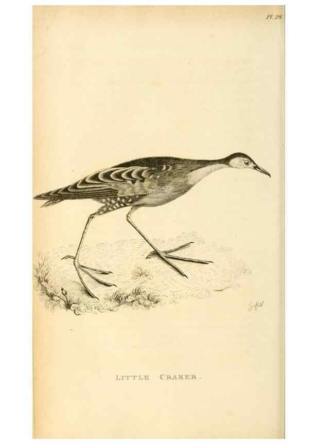 Reproducción/Reproduction 49830960916: General zoology, or Systematic natural history. London,Printed for G. Kearsley,1800-1826.. 