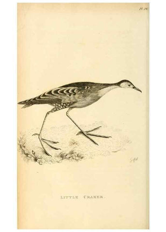 Reproducción/Reproduction 49830960916: General zoology, or Systematic natural history. London,Printed for G. Kearsley,1800-1826.. 