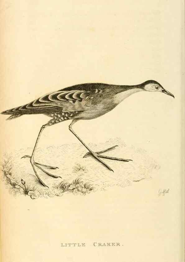 Reproducción/Reproduction 49830960916: General zoology, or Systematic natural history. London,Printed for G. Kearsley,1800-1826.. 