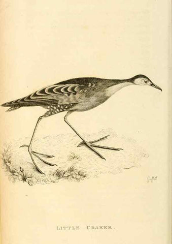 Reproducción/Reproduction 49830960916: General zoology, or Systematic natural history. London,Printed for G. Kearsley,1800-1826.. 