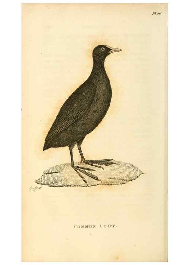 Reproducción/Reproduction 49831270357: General zoology, or Systematic natural history. London,Printed for G. Kearsley,1800-1826.. 