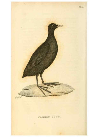 Reproducción/Reproduction 49831270357: General zoology, or Systematic natural history. London,Printed for G. Kearsley,1800-1826.. 