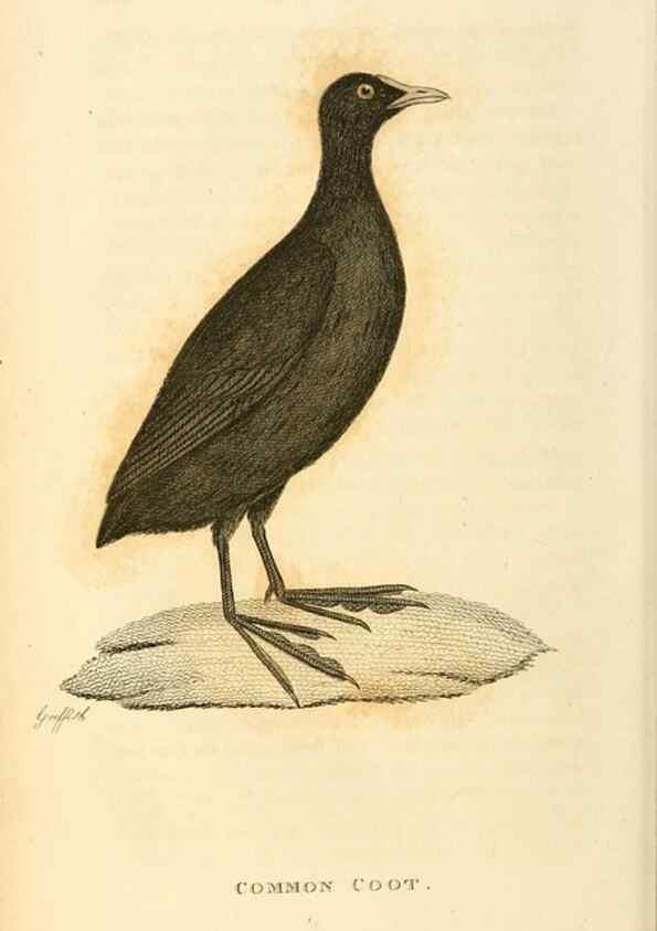 Reproducción/Reproduction 49831270357: General zoology, or Systematic natural history. London,Printed for G. Kearsley,1800-1826.. 